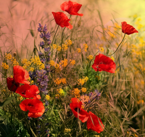 Wildflowers