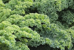 Kale