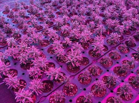 UV Lights to aid growing in Winter