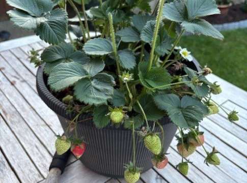 New Product for 2026 - Strawberry Malling Supreme!